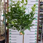 Pomarančovník (Citrus x sinensis) ´VALENCIA´ - výška 130-160 cm, obvod kmeňa 4/6 cm, kont. C10L